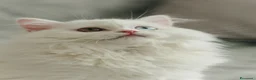 Scottish gatti in vendita: Gattine highland straight - Annuncio 4