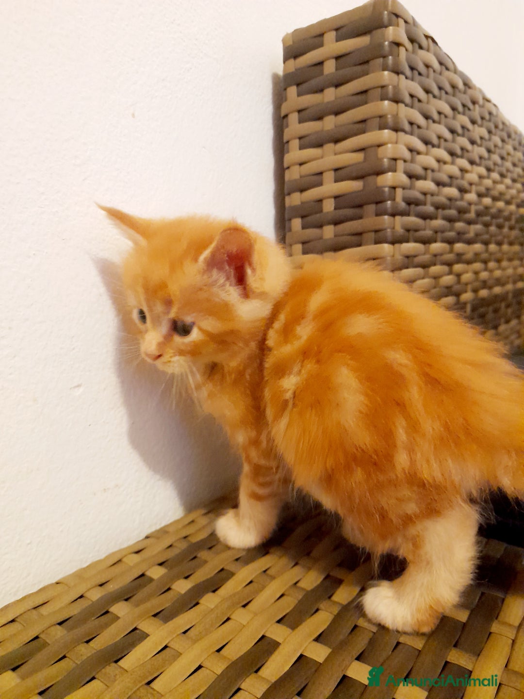 Maine Coon gatti in vendita: Gattini disponibili  - Annuncio 3
