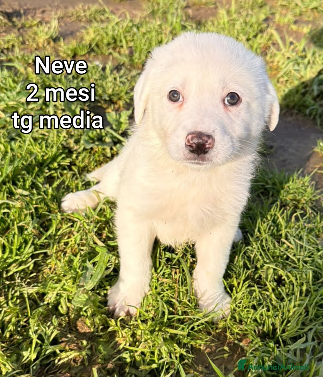 Meticcio cani in regalo: CUCCIOLI BISOGNOSI IN CERCA D'AMORE  - Annuncio 11