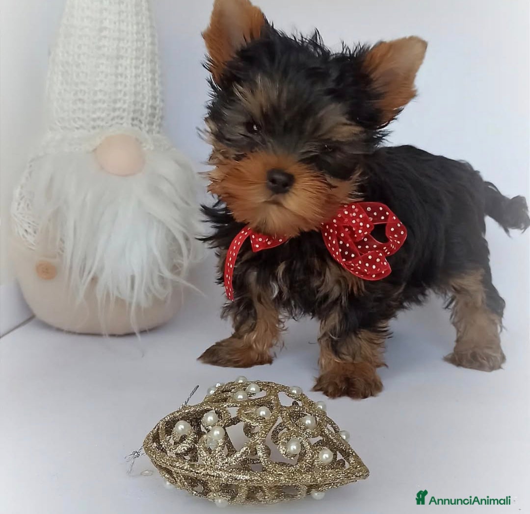 Yorkshire cani in vendita: Yorkshire terrier  - Annuncio 4