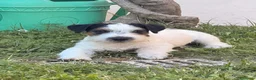 Jack Russell cani in vendita: Maschio tricolore pelo ruvido - Annuncio 15