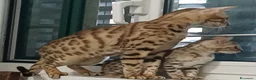 Bengala gatti in vendita: Gatto del Bengala  - Annuncio 1