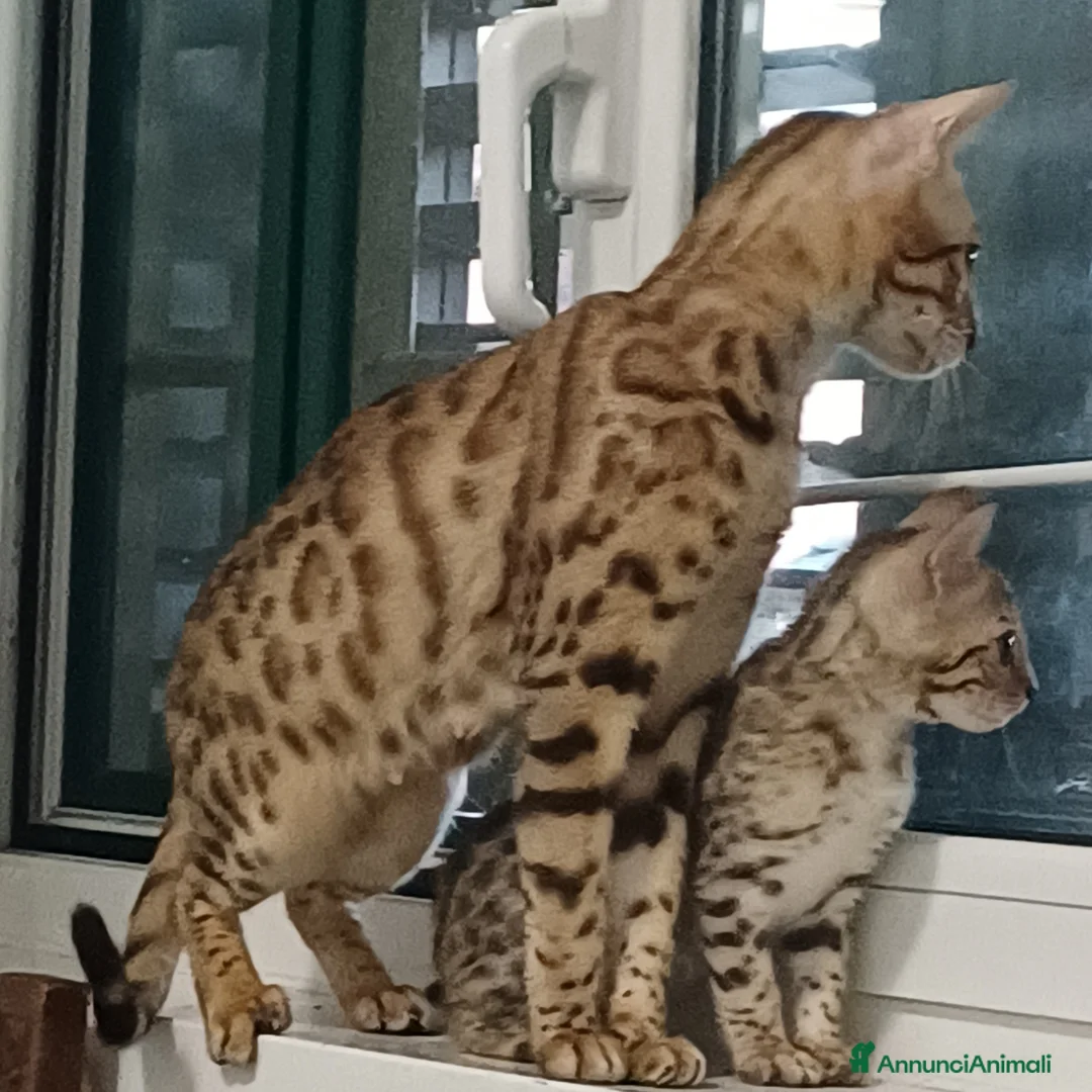 Bengala gatti in vendita: Gatto del Bengala  - Annuncio 1