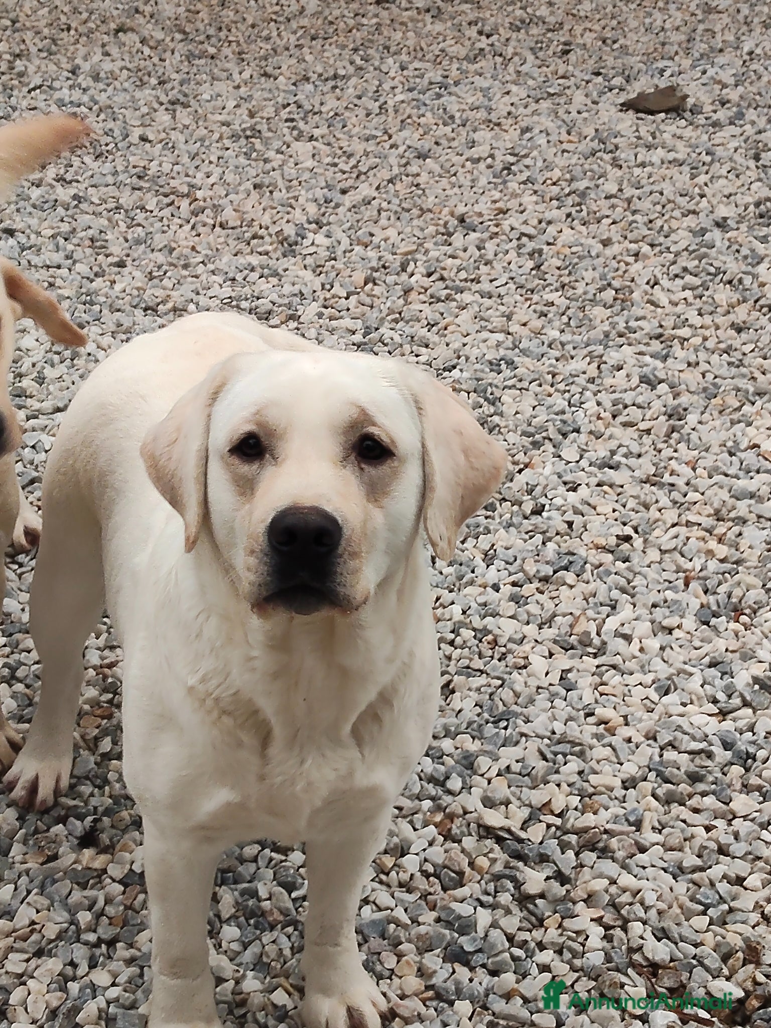 Labrador cani Cuccioli Labrador retriever Biondi - Annuncio 5