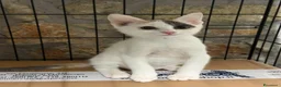 Meticcio gatti in regalo: Allegra - Annuncio 1