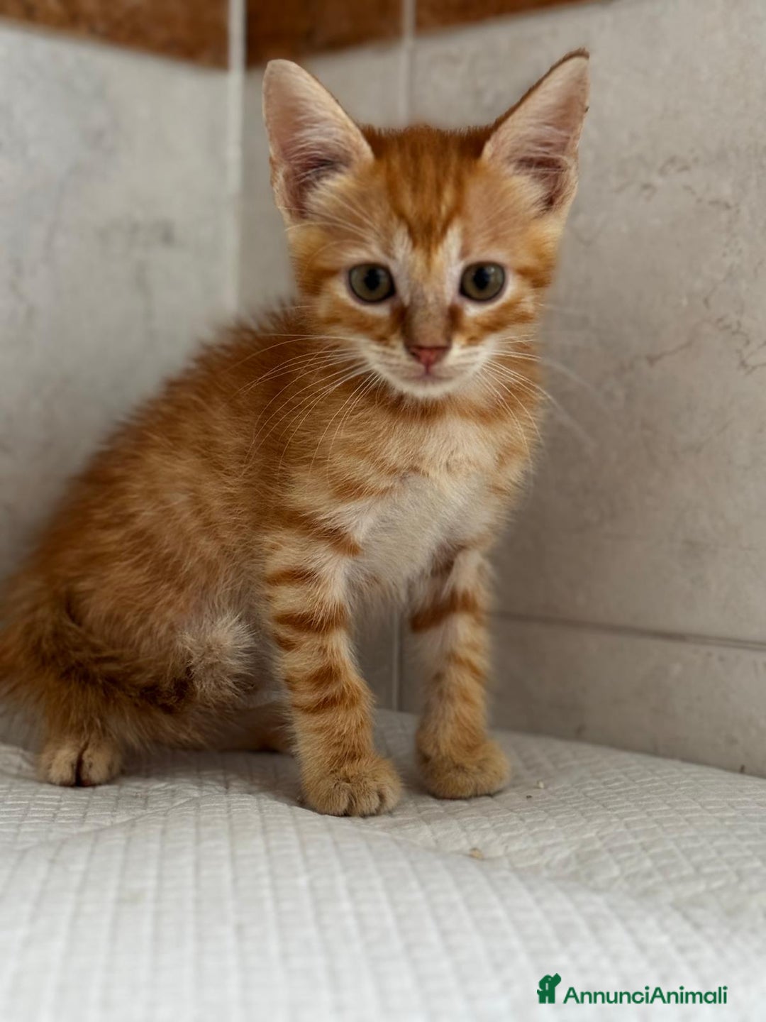 Altre razze gatti in regalo: I piccoli rossi cercano casa  a Città metropolitana di Roma Capitale - Annuncio 3