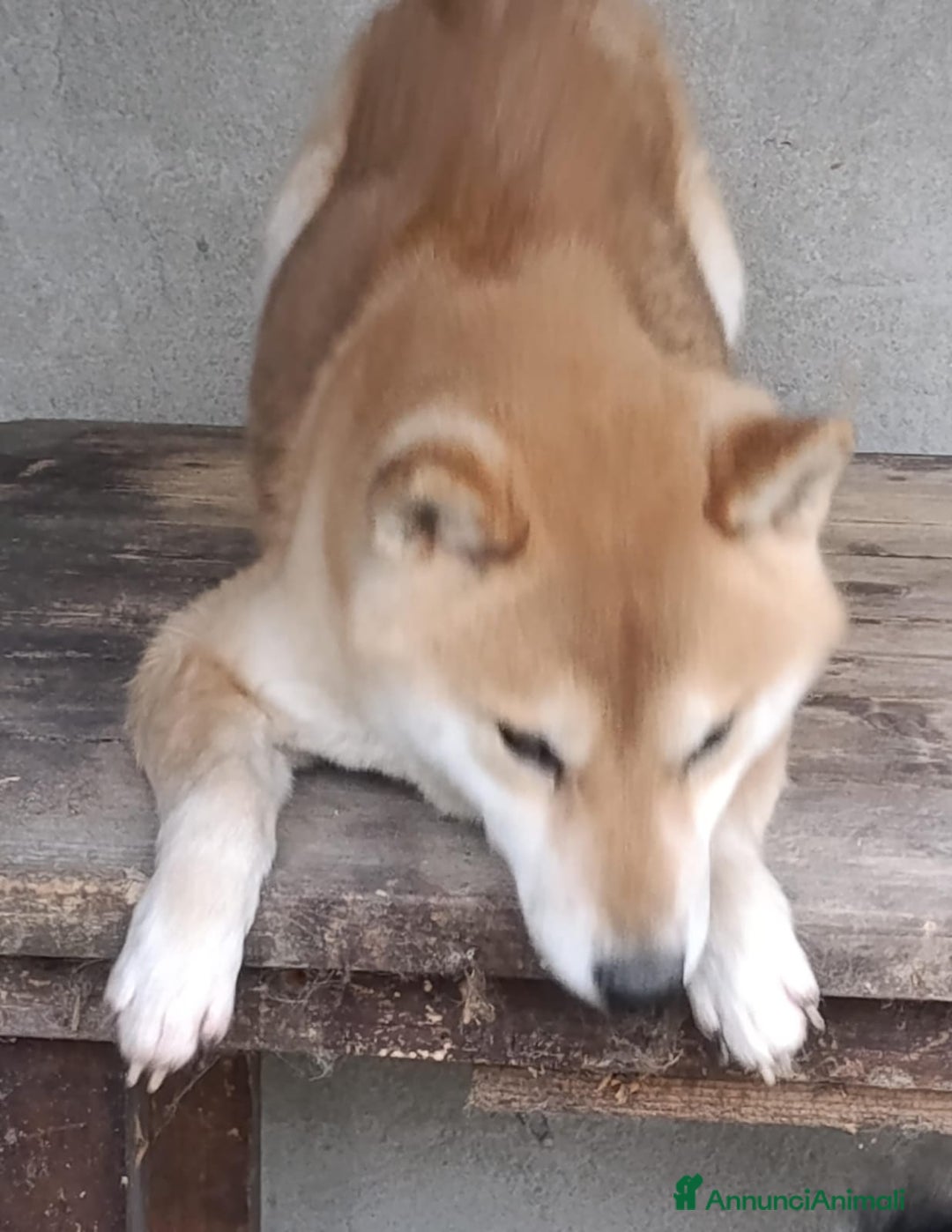 Shiba Inu cani in regalo: adozione a Province of Pavia - Annuncio 3