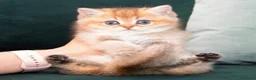 British gatti in vendita: Dolcissimi cuccioli di british shorthair golden - Annuncio 6