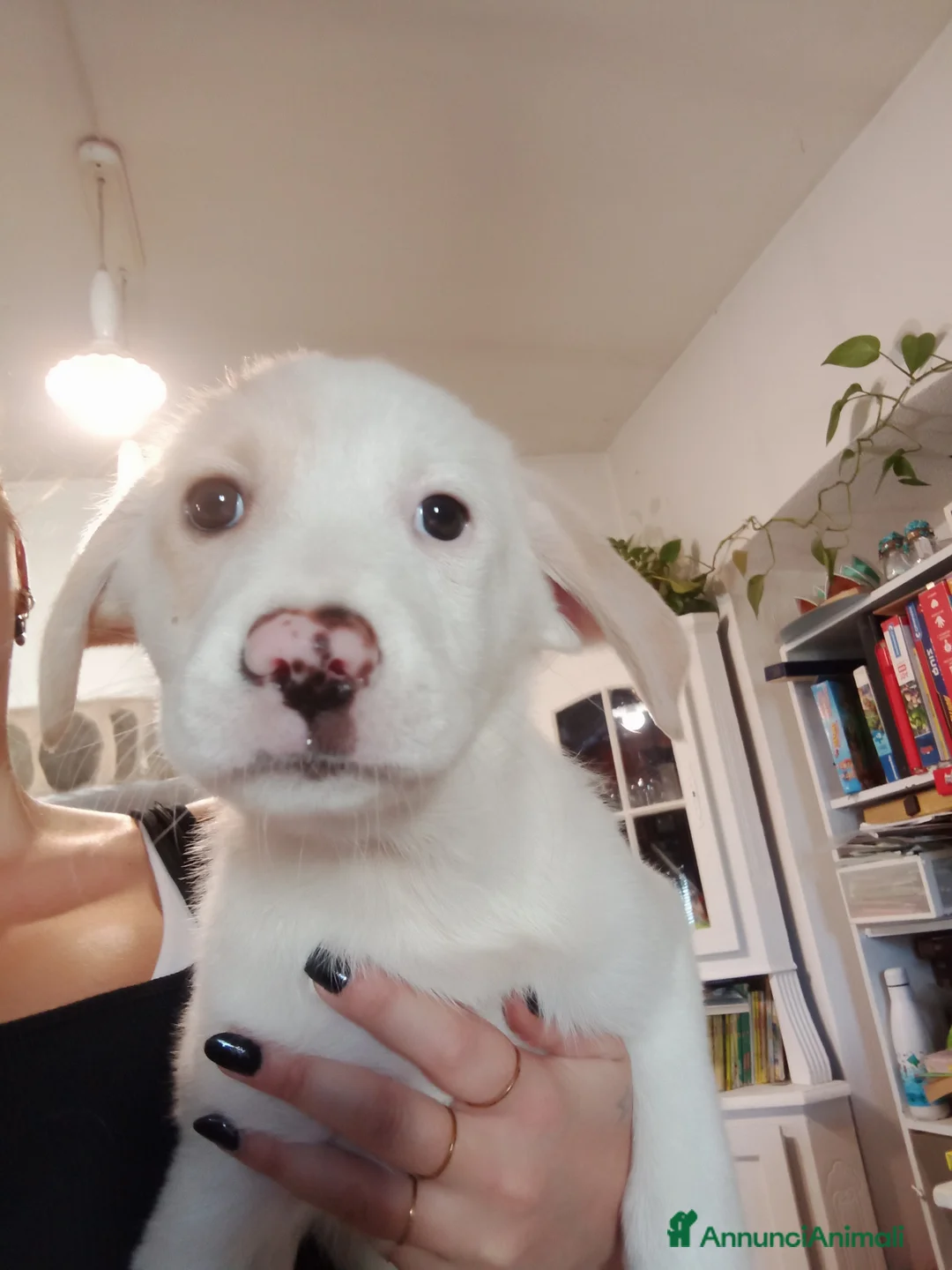 Meticcio cani in regalo: Cucciola cerca casa - Annuncio 3