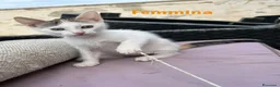 Meticcio gatti in regalo: Gattini in regalo a Siracusa  a Libero consorzio comunale di Siracusa - Annuncio 4
