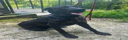 Meticcio cani in regalo: ORSA giovane e socievole - Annuncio 4