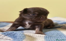 Chihuahua cani in vendita: Cuccioli di chihuahua a pelo lungo con pedigree  a Provincia di Bergamo - Immagine 2