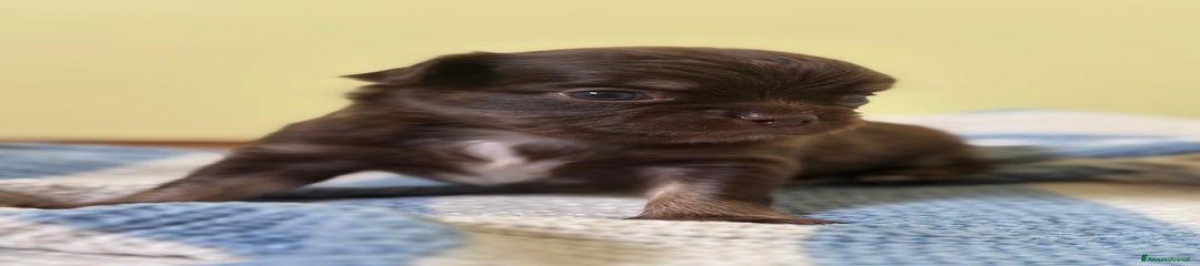 Maschietto Choco Tan