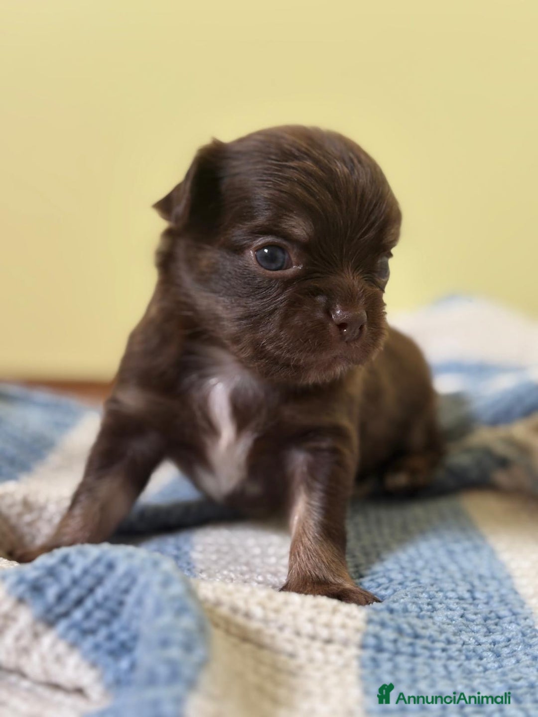 Chihuahua cani in vendita: Cuccioli di chihuahua a pelo lungo con pedigree  a Provincia di Bergamo - Immagine 2