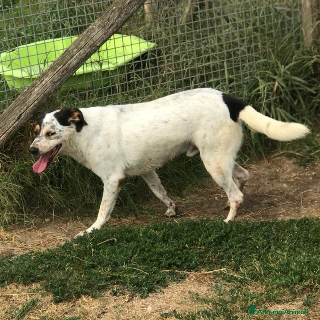 Meticcio cani in regalo: Bronto, un visetto dipinto a mano a Provincia di Latina - Annuncio 4