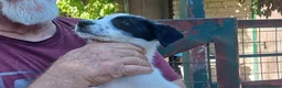 Meticcio cani in regalo: LA SPLENDIDA BELINDA HA BISOGNO DI UNA CASA - Annuncio 4