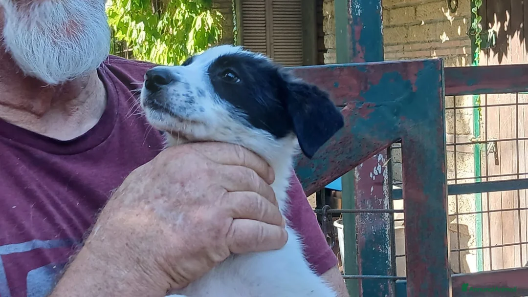 Meticcio cani in regalo: LA SPLENDIDA BELINDA HA BISOGNO DI UNA CASA - Annuncio 4