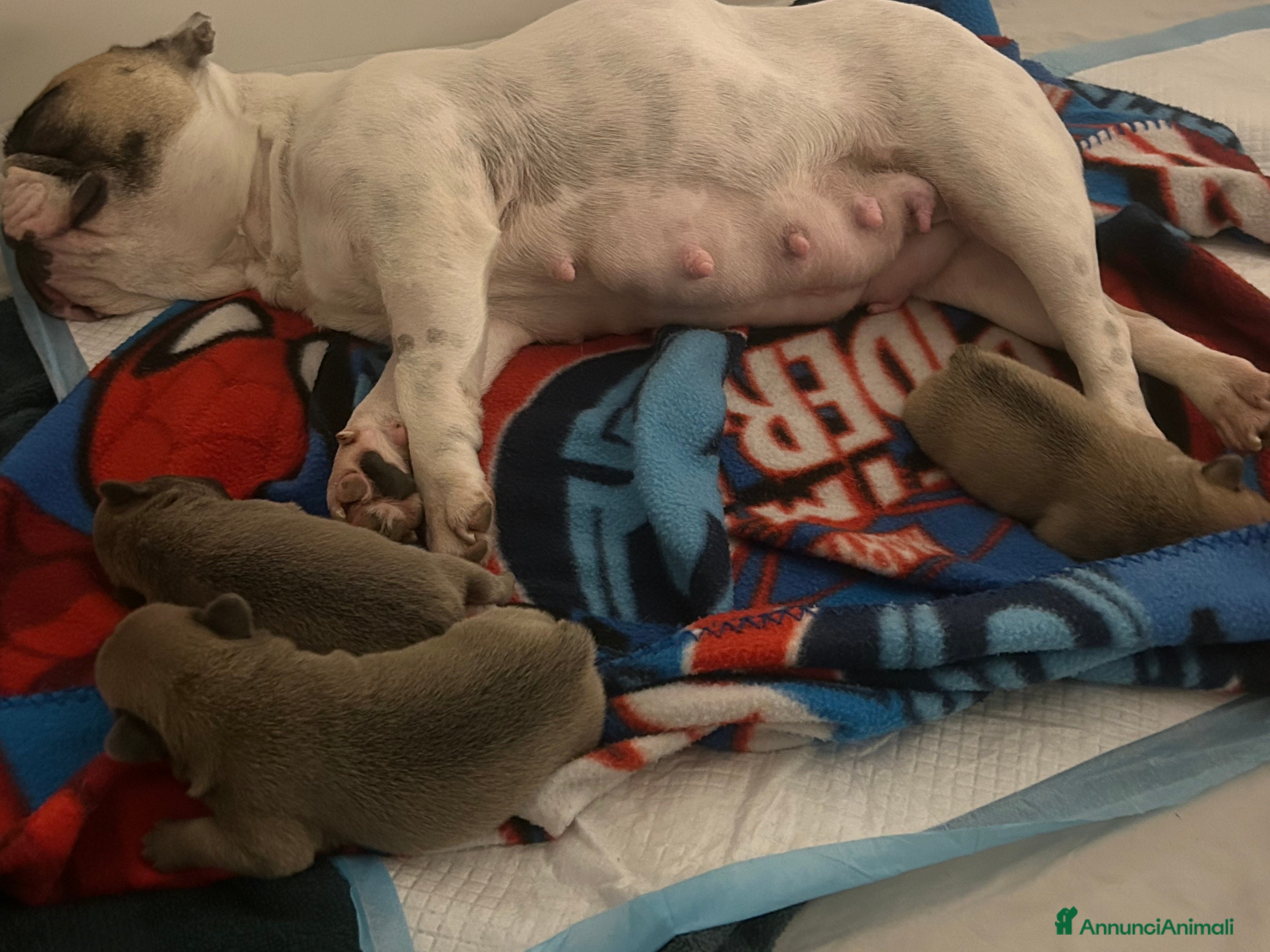 Bulldog Francese cani Tre cuccioli bulldog maschi - Annuncio 13