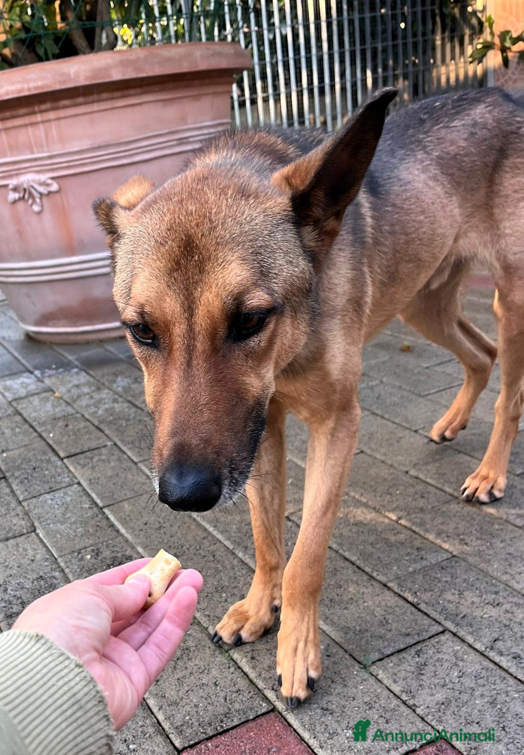 Affenpinscher cani in regalo: ULISSE LUPETTO - Annuncio 4
