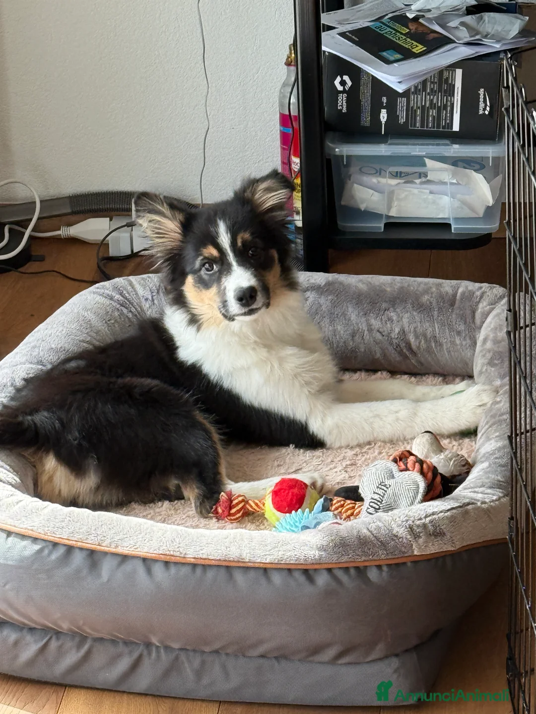 Bearded Collie cani in vendita: Boarder Collie  - Annuncio 3