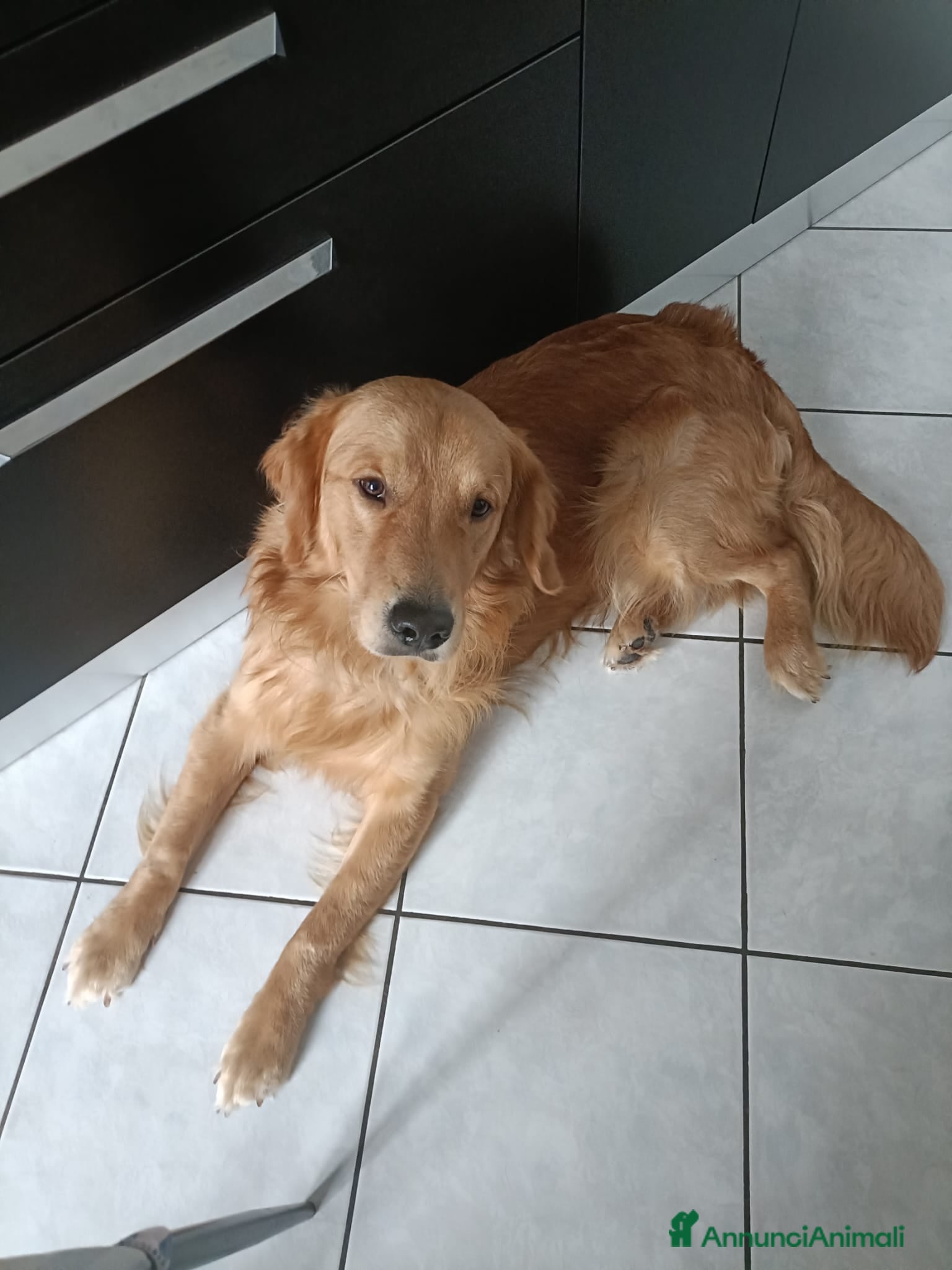 Golden Retriever cani Golden retriever  - Annuncio 2
