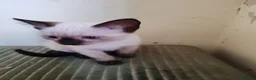Siamese gatti in vendita: Siamese a Provincia di Biella - Annuncio 3