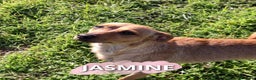 Meticcio cani in regalo: JASMINE 🩷 -dopo tanta sofferenza, ora cerca amore - Annuncio 1
