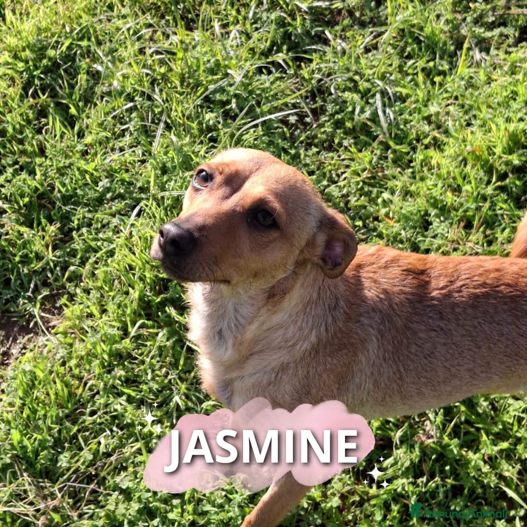 Meticcio cani in regalo: JASMINE 🩷 -dopo tanta sofferenza, ora cerca amore - Annuncio 1