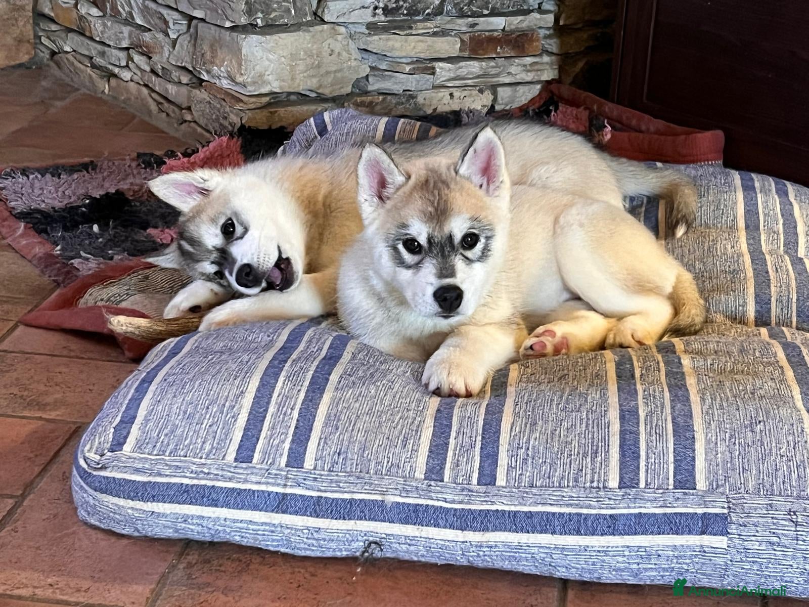 Husky cani Splendidi cuccioli di SIBERIAN HUSKY - Annuncio 2