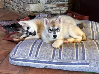 Husky cani Splendidi cuccioli di SIBERIAN HUSKY - Annuncio 2