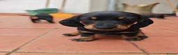 Bassotto cani in vendita: Vendo ultimo cucciolo di bassotto - Annuncio 3