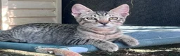 Europeo gatti in regalo: Gattino tigrato 3 mesi a Città Metropolitana di Firenze - Annuncio 3