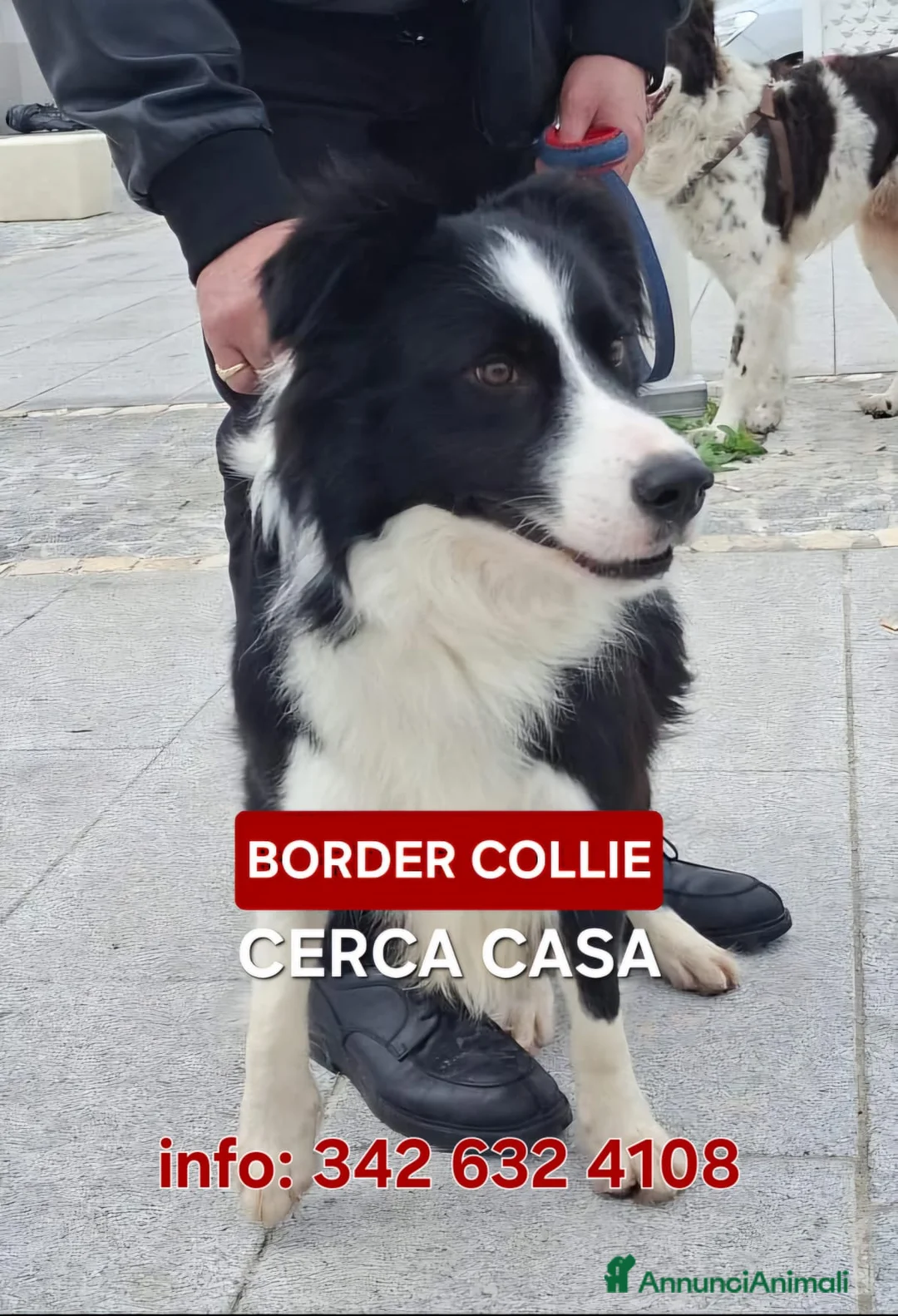 Border Collie cani in regalo: GIOTTO💙-Border Collie meraviglioso cerca casa🙏🏻 - Annuncio 6