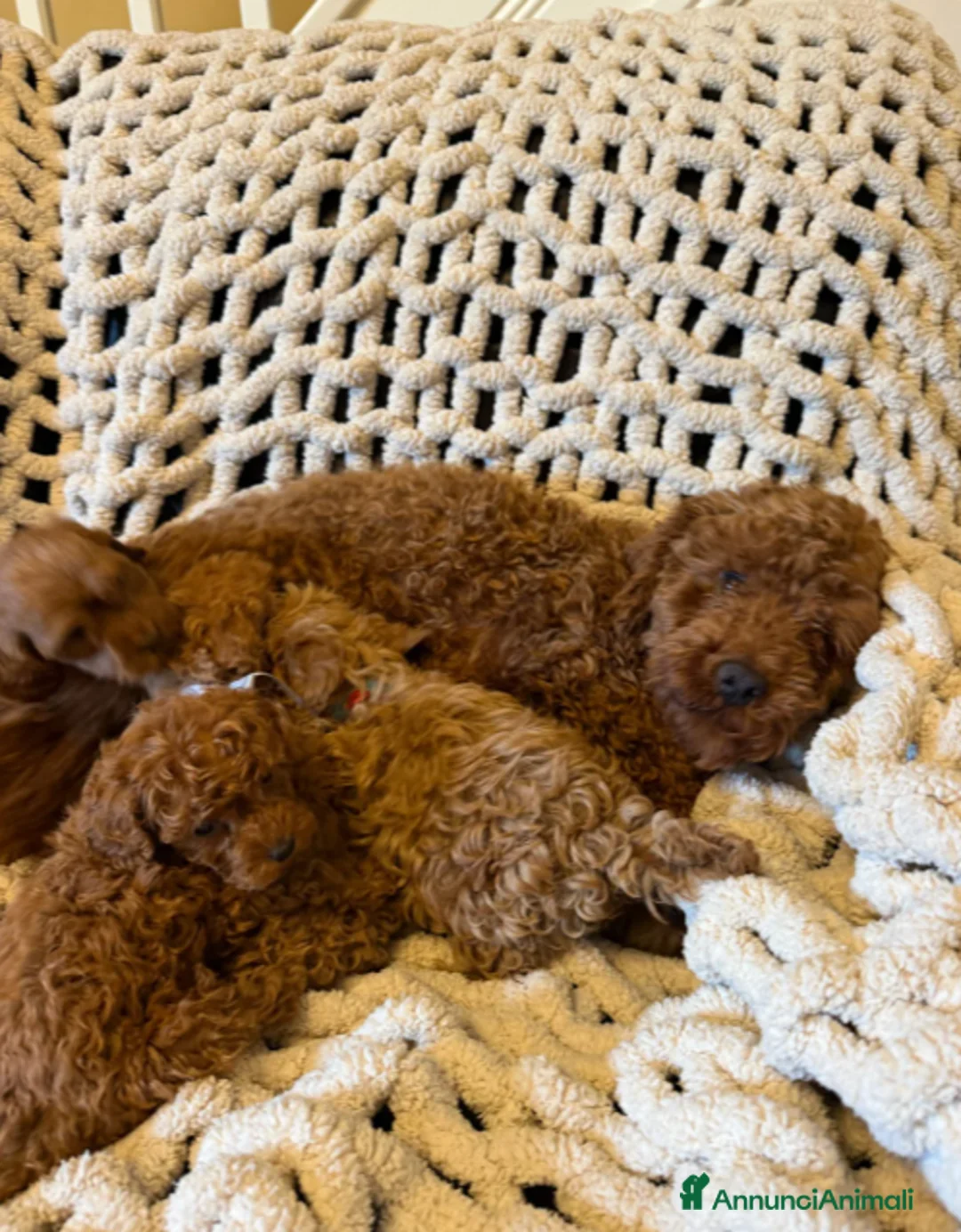 Maltipoo cani in vendita: Splendida Cuccioli di Maltipoo toy - Annuncio 7