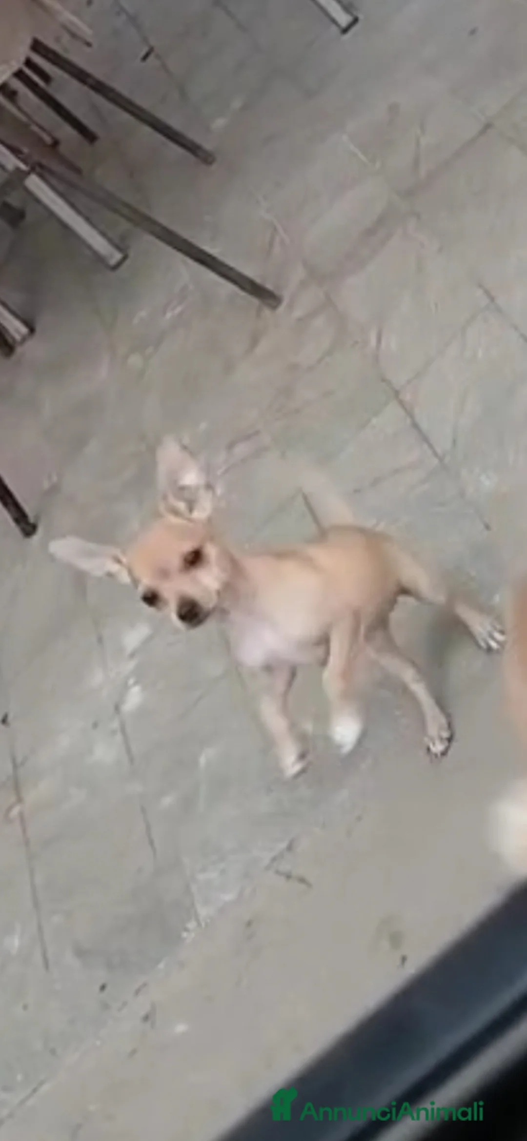 Chihuahua cani in vendita: Cuccioli chihuahua - Annuncio 7