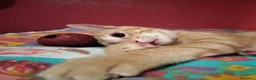 Meticcio gatti in regalo: 3 mesi, abituato in casa  - Annuncio 2
