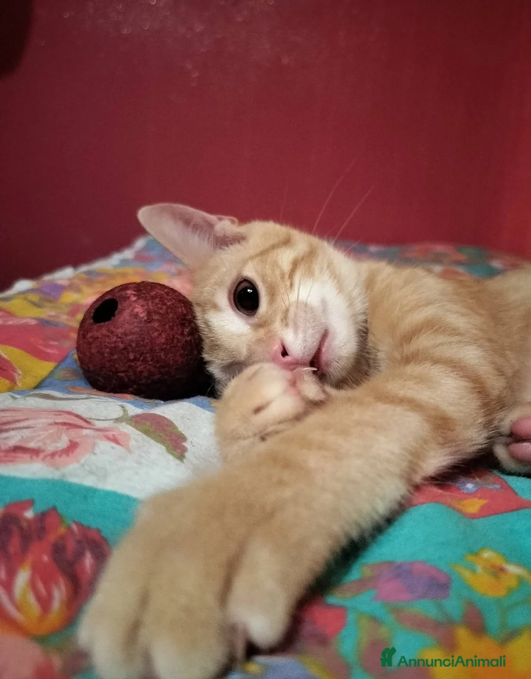 Meticcio gatti in regalo: 3 mesi, abituato in casa  - Annuncio 2