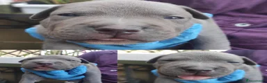 Blue nose 