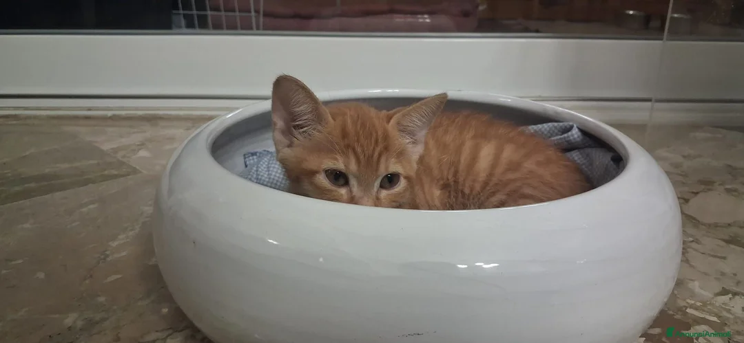 Meticcio gatti in regalo: Frida, rossina, 2 mesi e mezzo  - Annuncio 10