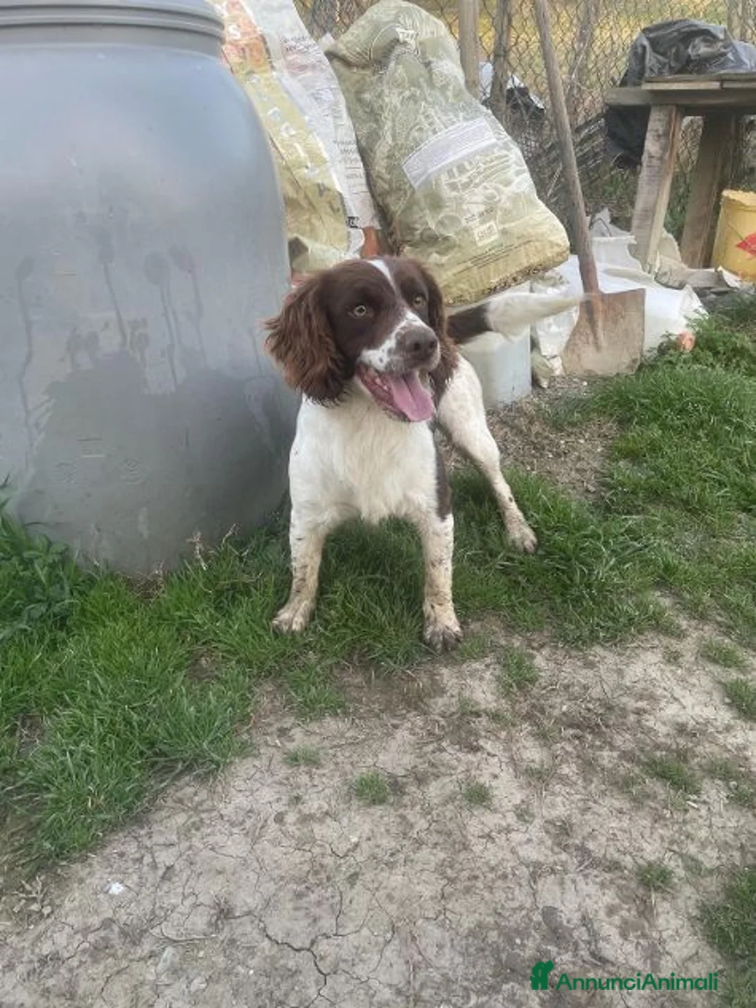 Meticcio cani in regalo: LUCIO simpatico bel timidino - Annuncio 5