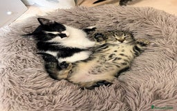 Certosino gatti in regalo: ISOTTA E LA SUA SORELLINA🩷🩷 - Annuncio 2