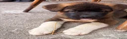 Akita Americano cani in vendita: Akita Americano - Annuncio 7