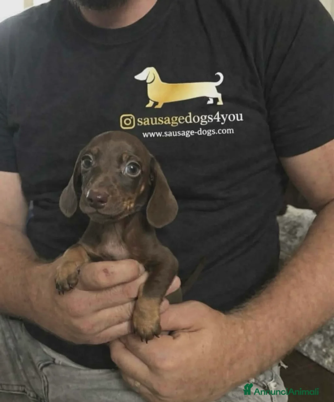 Bassotto cani in vendita: Bassotti Nani  - Annuncio 10