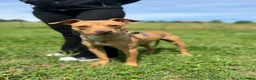 Meticcio cani in regalo: CARLETTO PIT BULLINO - Annuncio 7