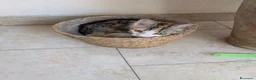 Altre razze gatti in regalo: Una casa per Misha - Annuncio 6