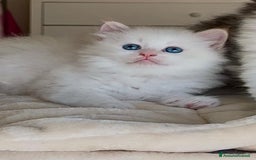 Siberiano gatti in vendita: Gattini siberiani e neva masquerade  - Immagine 7