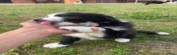 Border Collie cani in vendita: Meravigliosi cuccioli con pedigree - Annuncio 11