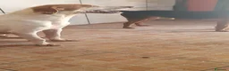 Segugio cani in regalo: Tino, segugio mix in canile a Catania - Annuncio 3