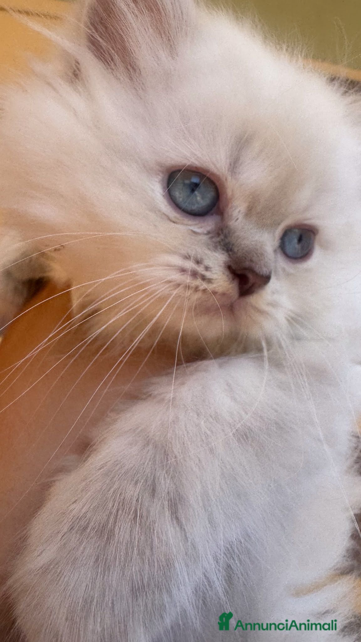 Scottish gatti Esclusiva scottish blue point  - Annuncio 3