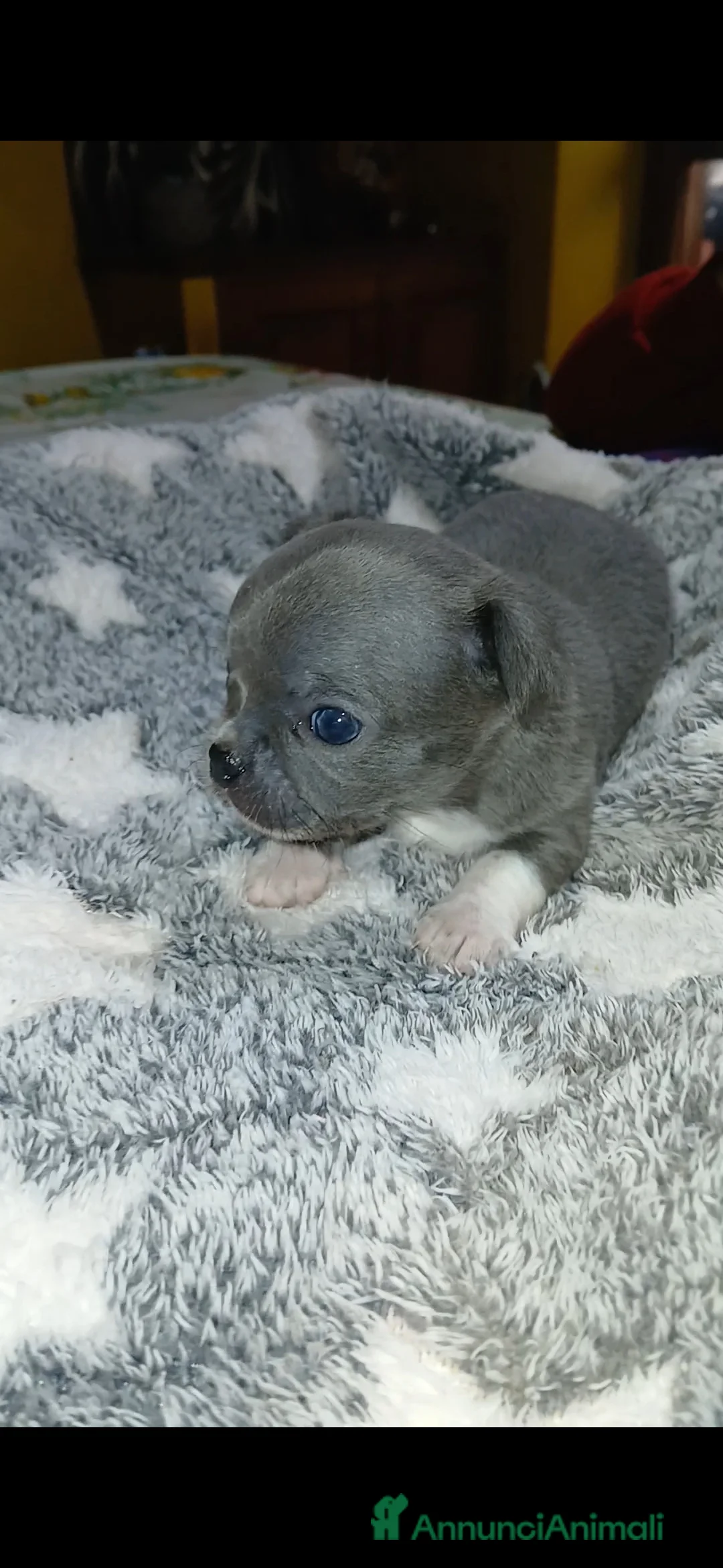 Chihuahua cani in vendita: Cuccioli di Chihuahua toy puri  - Annuncio 1